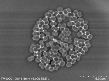 acidaminococcus