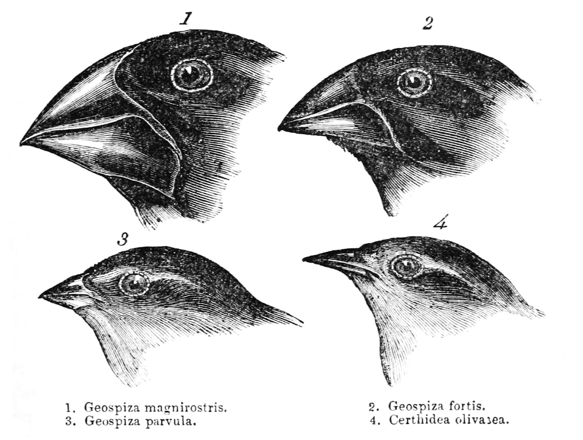 finches3